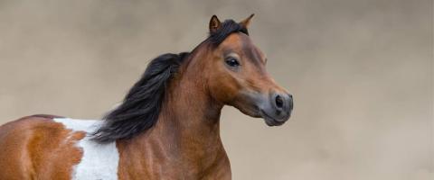 Miniature Horse Breed Profile, GeniusVets