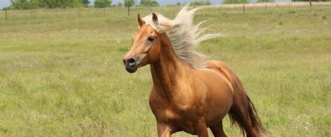 Morgan Horse Breed Profile on GeniusVets