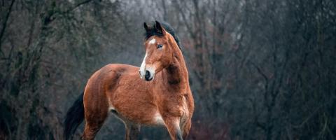 Mustang Horse Breed, GeniusVets