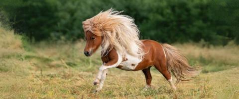 Shetland Pony Breed Profile, GeniusVets