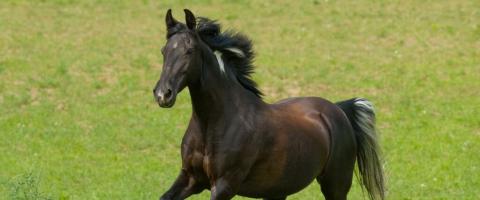 The Tennesee Walker Horse Breed Profile, GeniusVets
