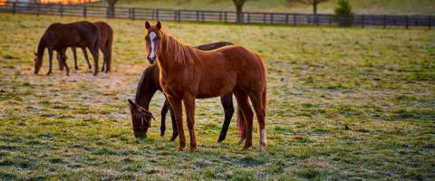Thoroughbred Horse Breed Profile, GeniusVets