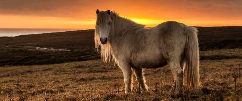 Welsh Pony and Cob Breed Profile, GeniusVets