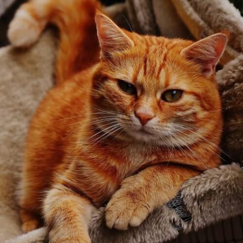 mixed-breed-cat-breed-info.jpg veterinarian near me