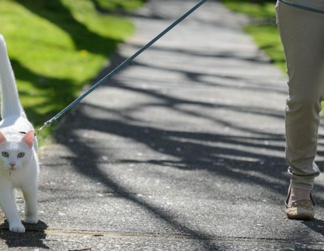 cat-white-walking-on-leash-outdoors