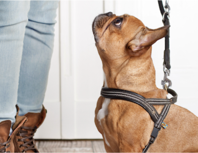 french-bulldog-leash-sitting
