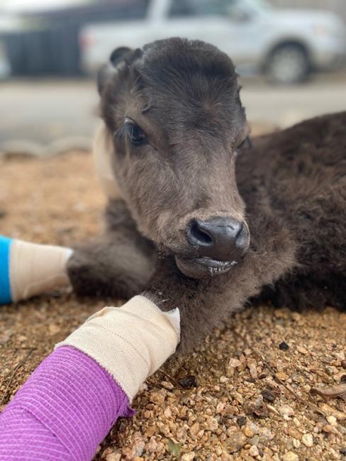 calf-get-great-vet-care