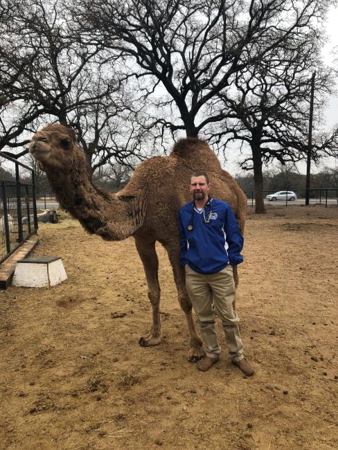camel-receives-veterinary-care