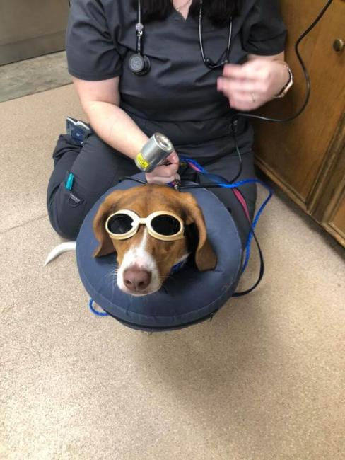 buster-brown-gets-laser-therapy