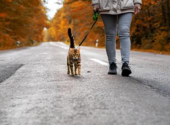 Should You Walk Your Cat Outdoors On A Leash?