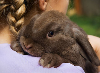 Is A Pet Bunny Right For You? The Benefits of Adopting A Pet Rabbit