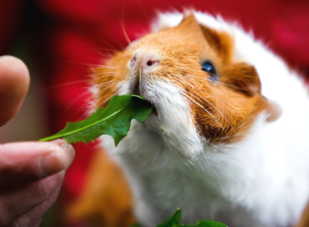 Why Guinea Pigs Make Great Pets