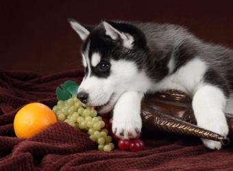 How to Prevent Accidental Pet Poisoning