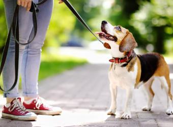 7 Ways to Celebrate Responsible Dog Ownership With Your Canine Companion