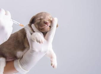 What Are the Core and Non-Core Vaccines For Dogs? Your FAQs Answered For National Pet Immunization Month