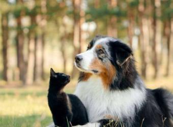 15 Ways Cats and Dogs Tell Us They're in Pain