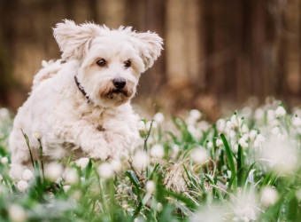 Spring is Here! - Spring Toxins Your Pet Needs to Avoid