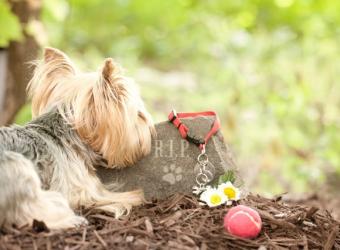 Forget Me Not: Rainbow Bridge Remembrance Day