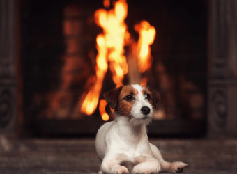 Pet Fire Safety: Tips for Keeping Your Pets Safe