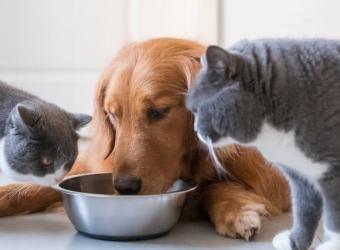 How to Make the Best Food Choices for Your Cats and Dogs
