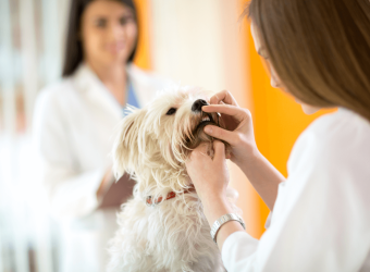 The Truth About Why Veterinary Dental Care For Your Dog is So Critical
