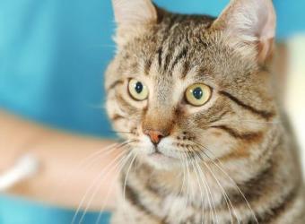 Can Chiropractic Help Your Cat? Here’s What to Know