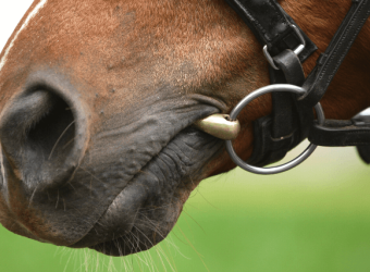 Equine Dental Care And Dental Disease &quot;From The Horse&#039;s Mouth&quot;
