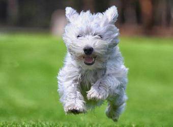 How Chiropractic Care Supports Whole-Body Health in Dogs