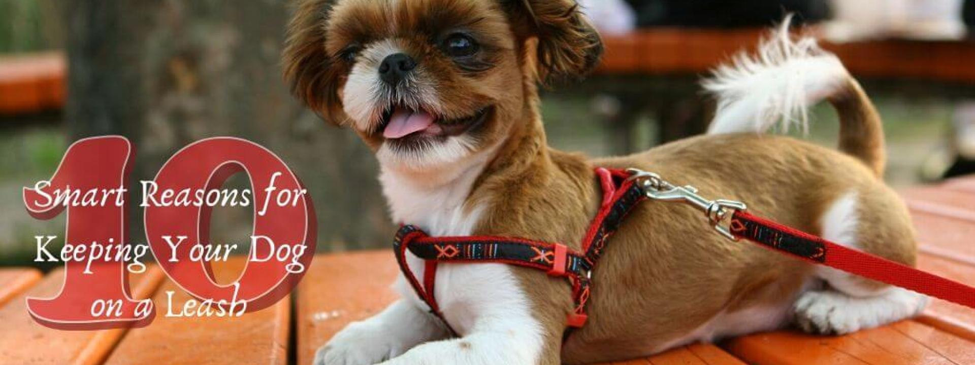 10-leash-reasons-blog-header.jpg
