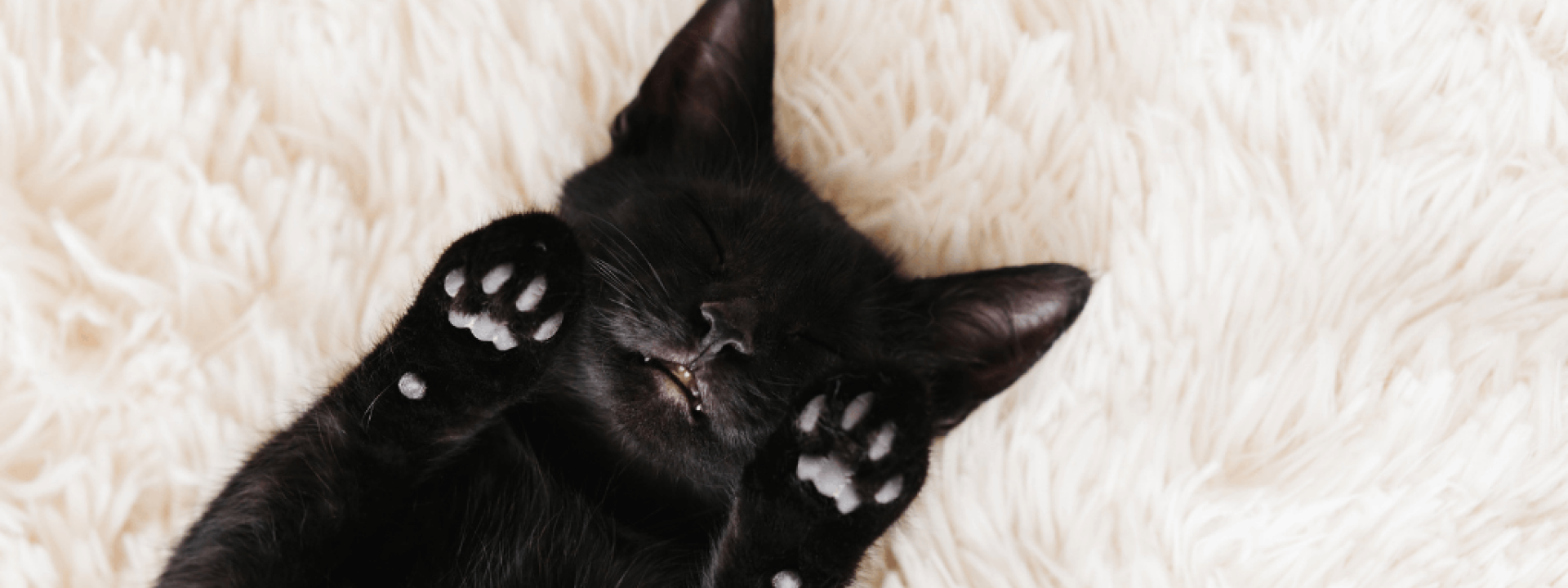10-reasons-adopt-black-cats.png