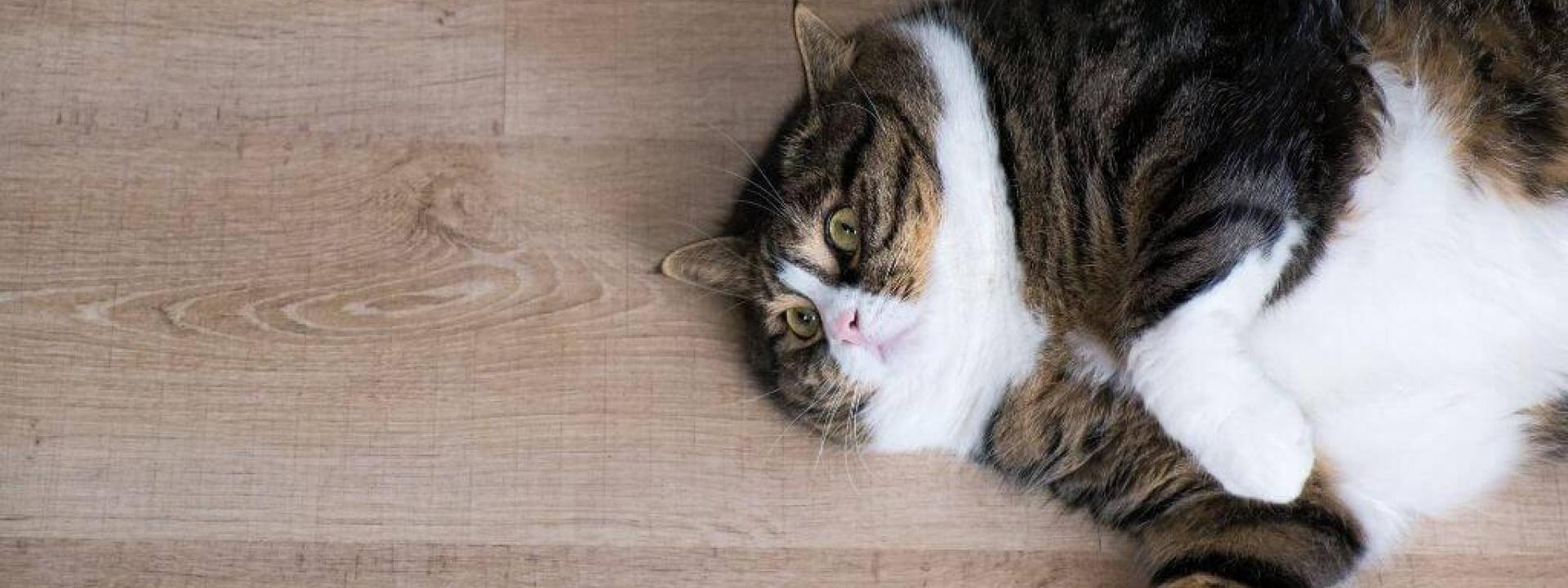 cat services at riverstone vet group