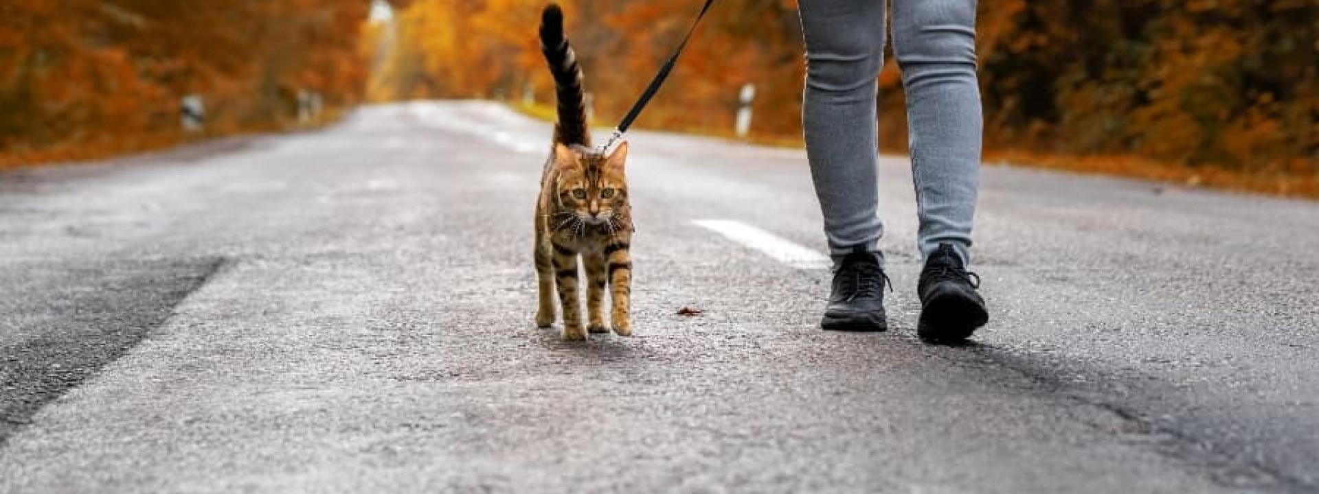 cat-going-for-a-walk-on-leash