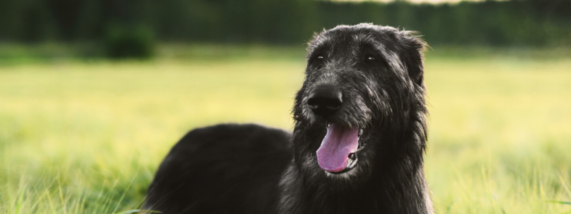 9-dog-breeds-from-ireland