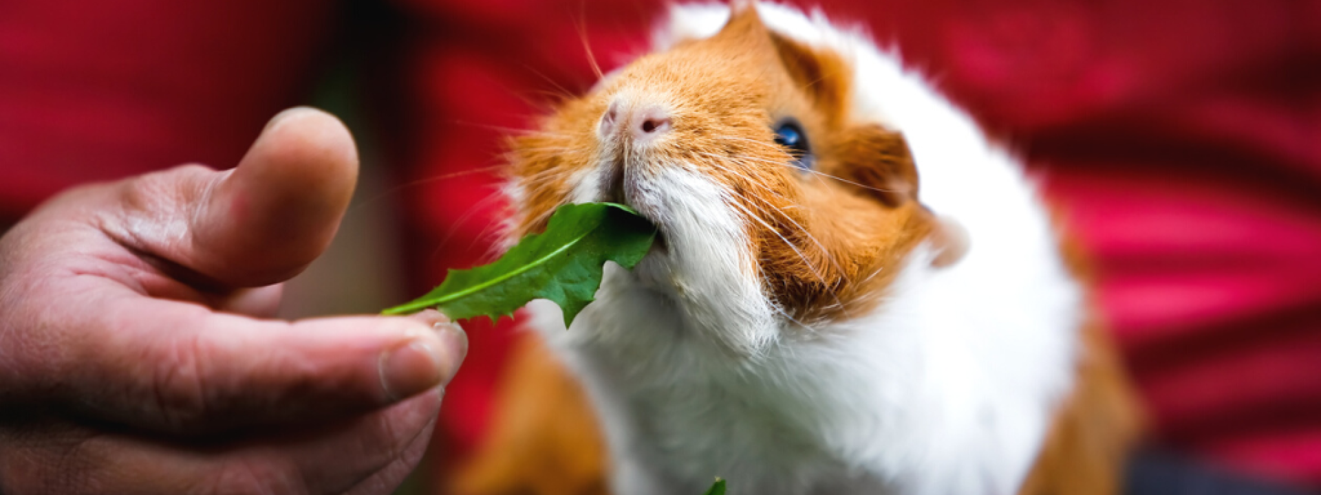 guinea-pigs-make-great-pets