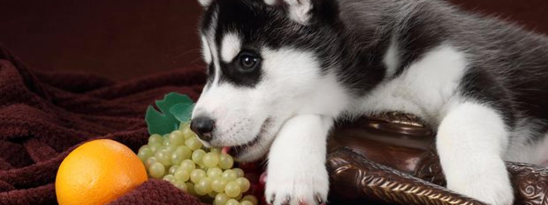 husky-pup-with-grapes