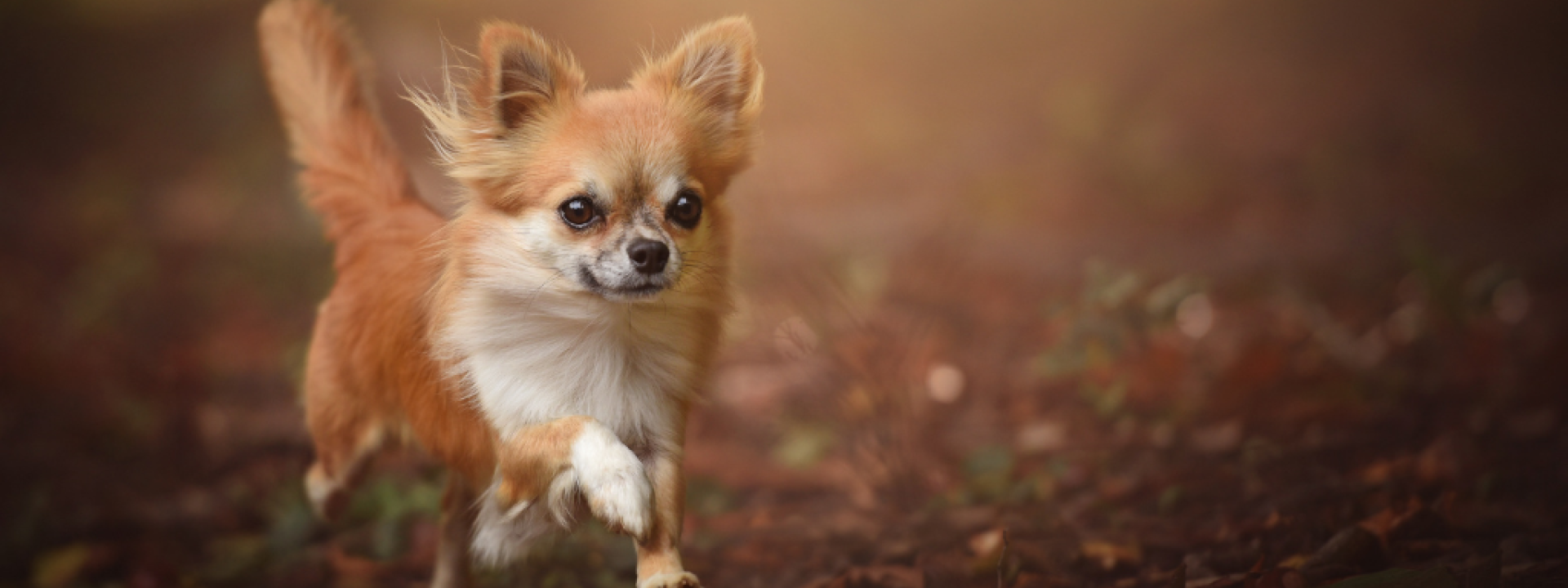 Chihuahua running on ground