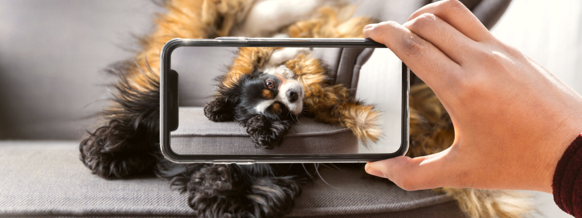 A human is taking a picture of their pet