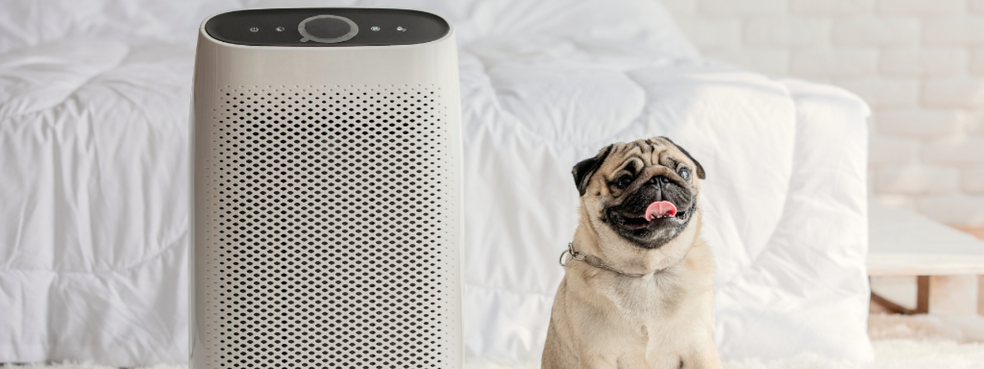 dog sitting next to air purifier