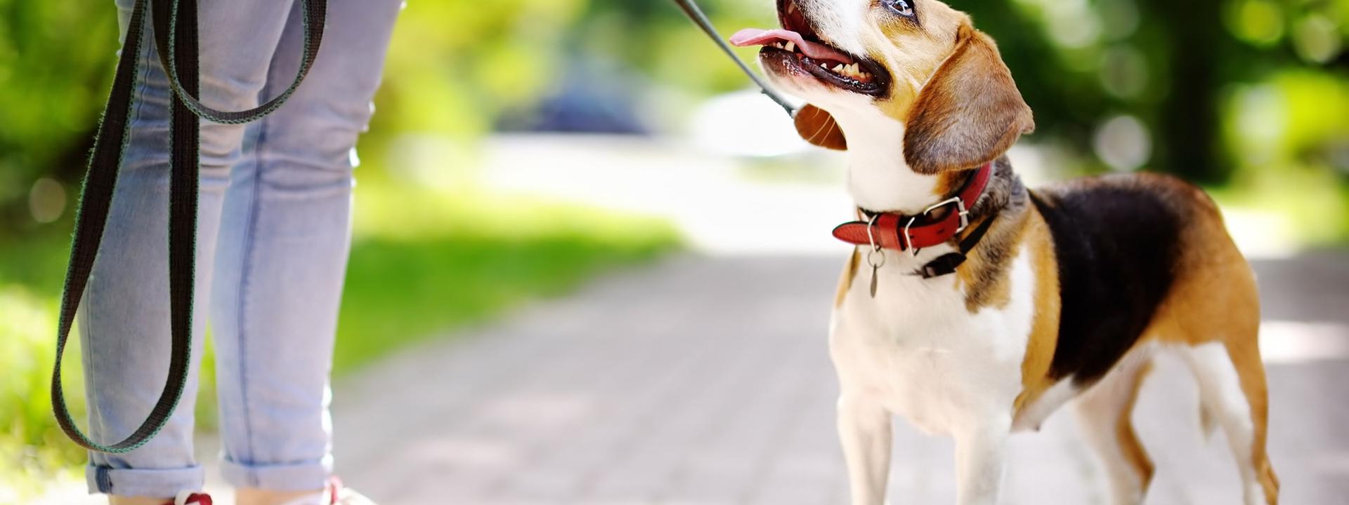 person with dog on a leash