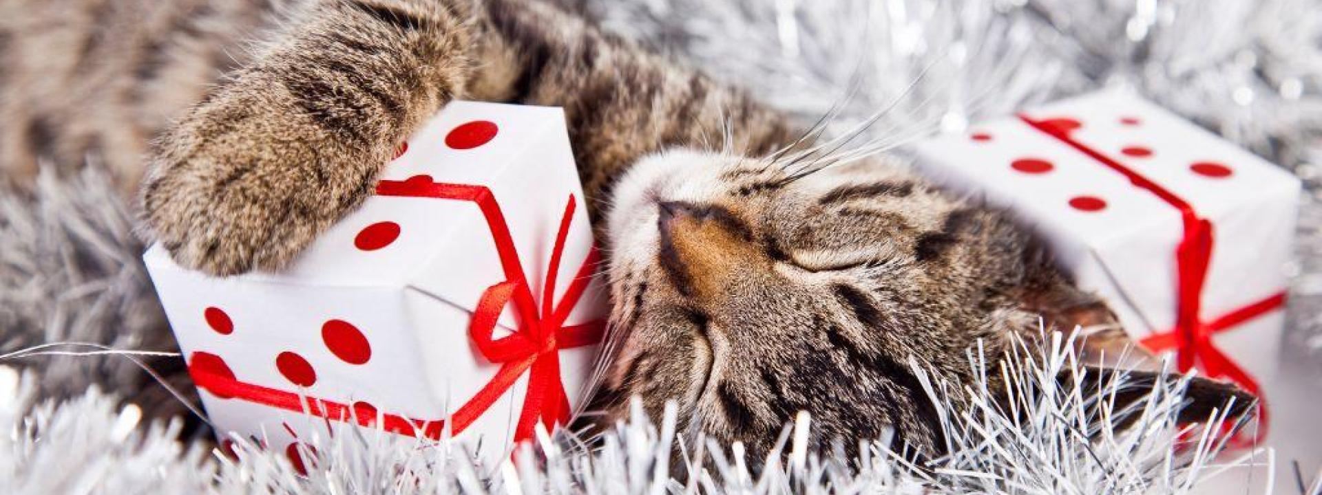 a_quick_guide_to_pet-proofing_the_holiday_season