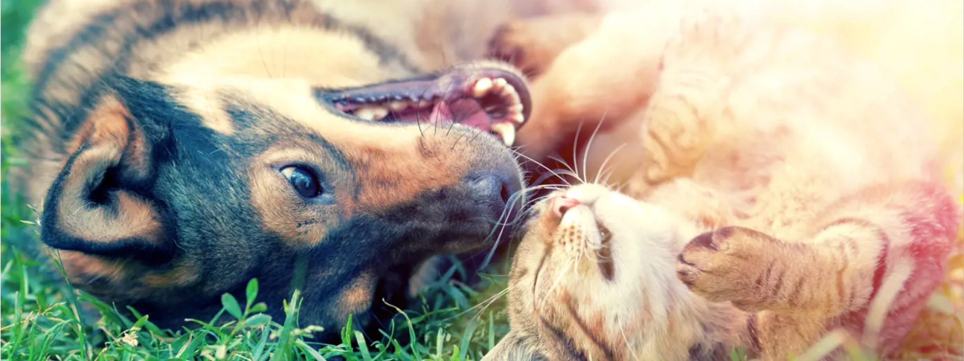 cat-dog-rolling-in-grass