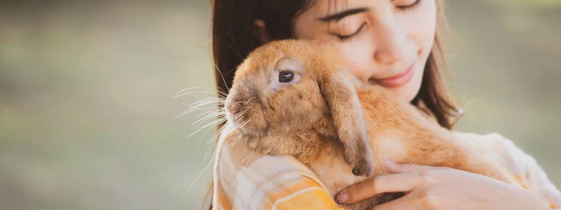 hop into rabbit care a comprehensive guide for bunny owners