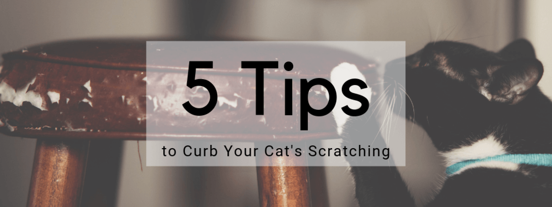 Cat-scratching-blog-header.png