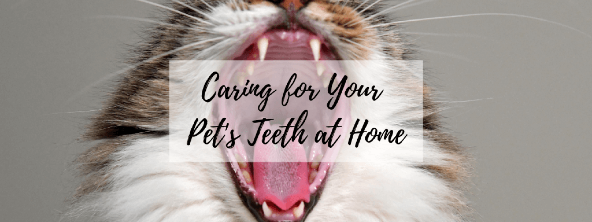 at-home-dental-care