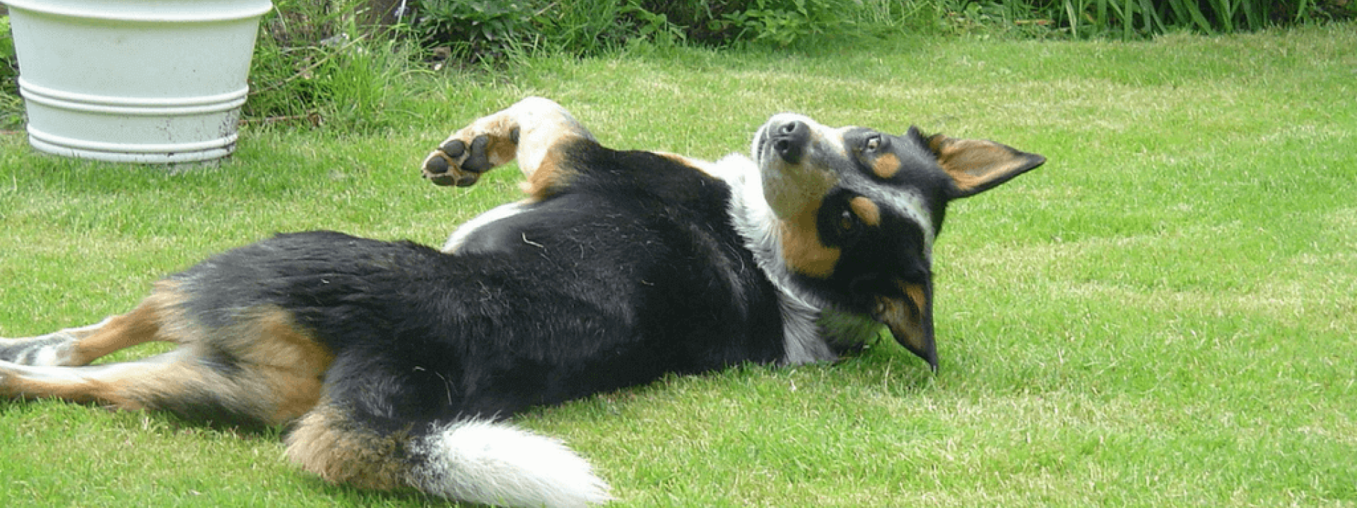 Dog-Deworming-Blog-Header.png