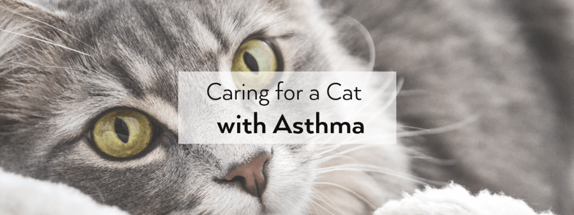 Feline-asthma-blog-header.png