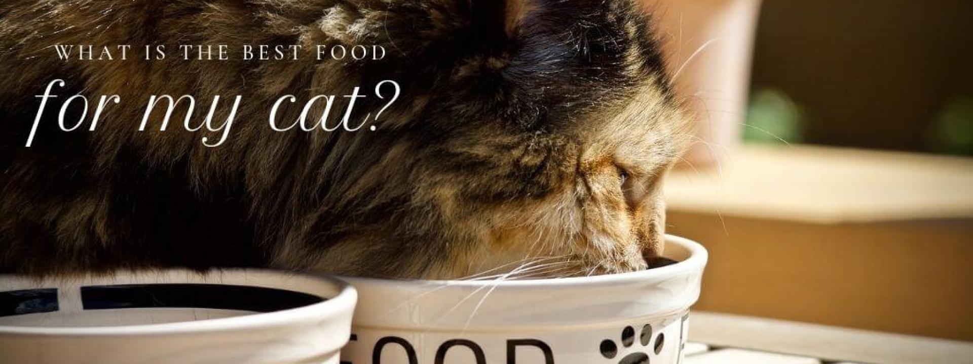 best-cat-food-blog-header.jpg