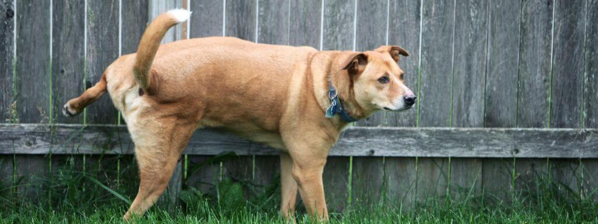 Dog outside peeing on fence. Symptoms of Bladder stones in dogs