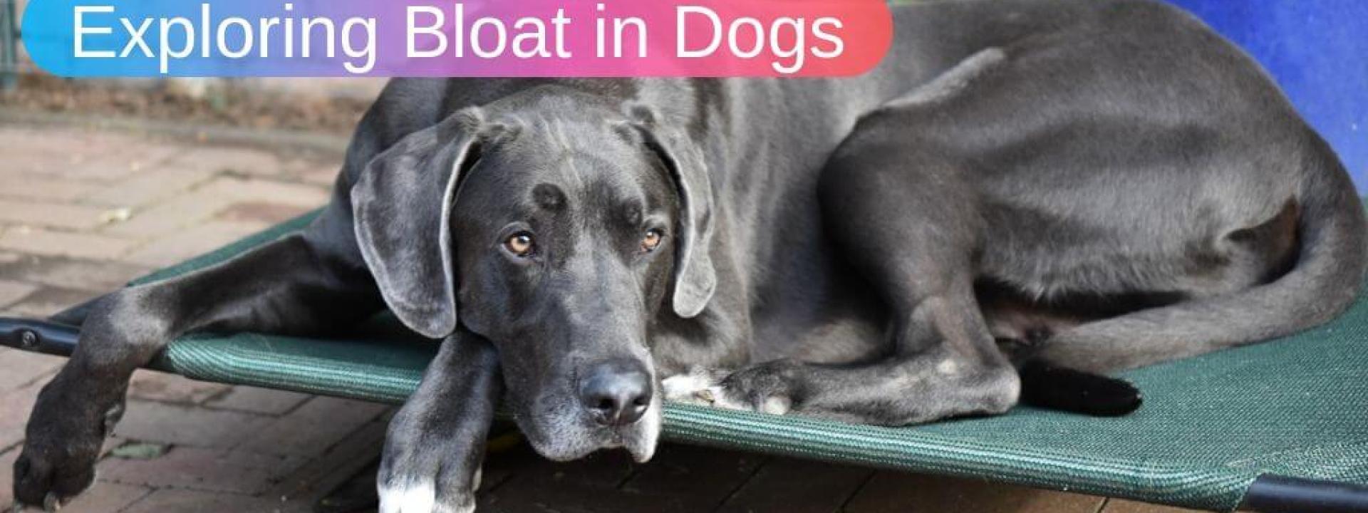 bloat-in-dogs-blog-header.jpg