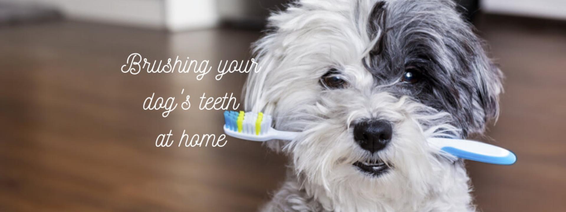 brushing-your-dogs-teeth-at-home.jpg